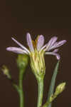 Perennial saltmarsh aster